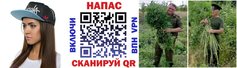 Купить закладки  Павловский Посад  Бошки Шишки SATIVA & INDICA 